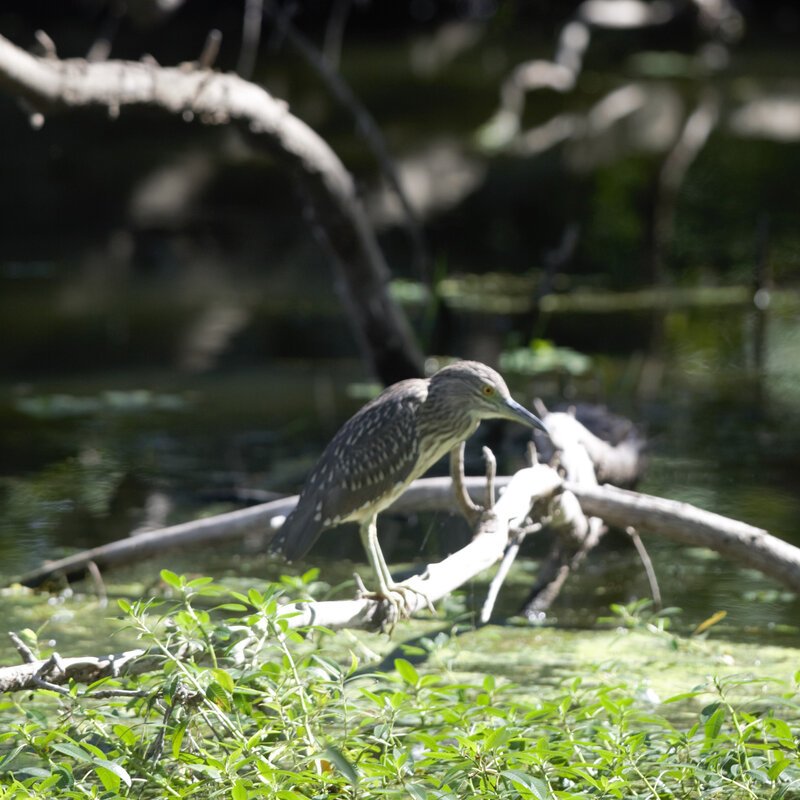 A young night heron perches on a fallen branch overhanging a calm, green-tinged waterway, surrounded by lush riverside vegetation.