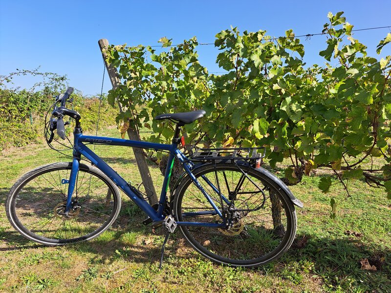 A blue touring bicycle leaning against a wooden post beside lush green grapevines under a clear blue summer sky.